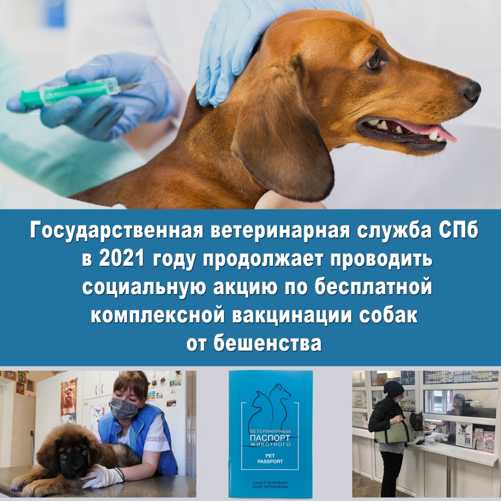 Новости: Социальная акция по бесплатной комплексной вакцинации собак от  бешенства продолжается в 2021 году!